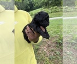 Small #3 YorkiePoo