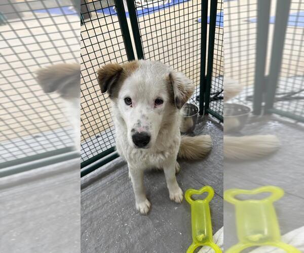 Medium Photo #2 Australian Shepherd-Unknown Mix Puppy For Sale in Calgary, Alberta, Canada