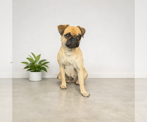 Pug Dogs for adoption in Menifee, CA, USA