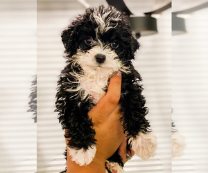 Maltipoo Puppy for sale in COOLIDGE, AZ, USA