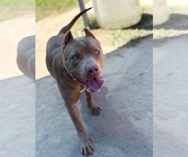 Medium Photo #2 American Pit Bull Terrier-Unknown Mix Puppy For Sale in Virginia Beach, VA, USA