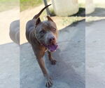 Small #1 American Pit Bull Terrier Mix