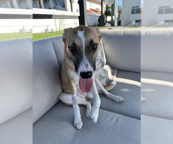 Medium Photo #14 Black Mouth Cur-Unknown Mix Puppy For Sale in San Diego, CA, USA