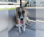 Small #13 Black Mouth Cur Mix