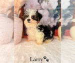 Small #11 YorkiePoo