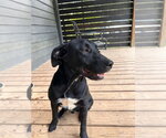 Small #3 Labrador Retriever Mix