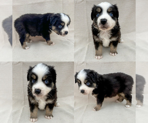 Miniature Australian Shepherd Puppy for sale in BROOKER, FL, USA