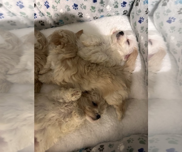 Medium Photo #5 Maltipoo Puppy For Sale in ALEXANDRIA, VA, USA