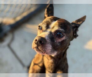 Chihuahua-Unknown Mix Dogs for adoption in Tulsa, OK, USA
