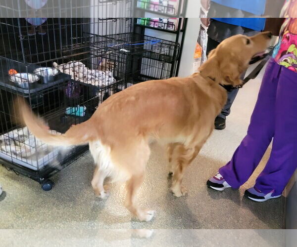 Medium Photo #3 Golden Retriever Puppy For Sale in Glendale , AZ, USA