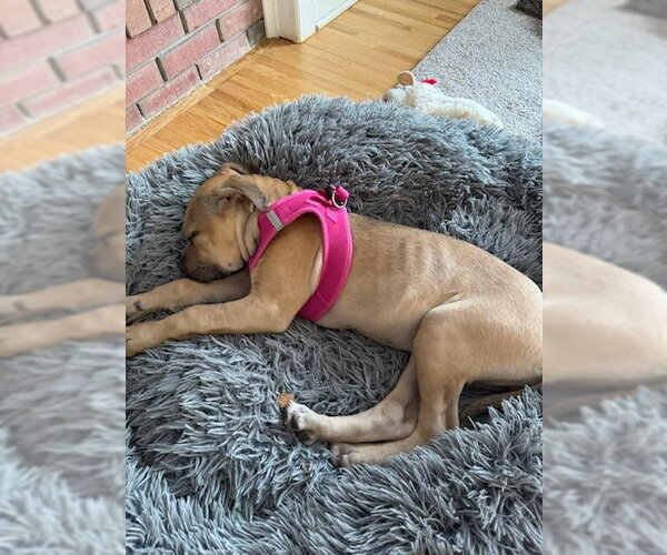 Medium Photo #10 Boxer-Unknown Mix Puppy For Sale in Tarrytown, GA, USA