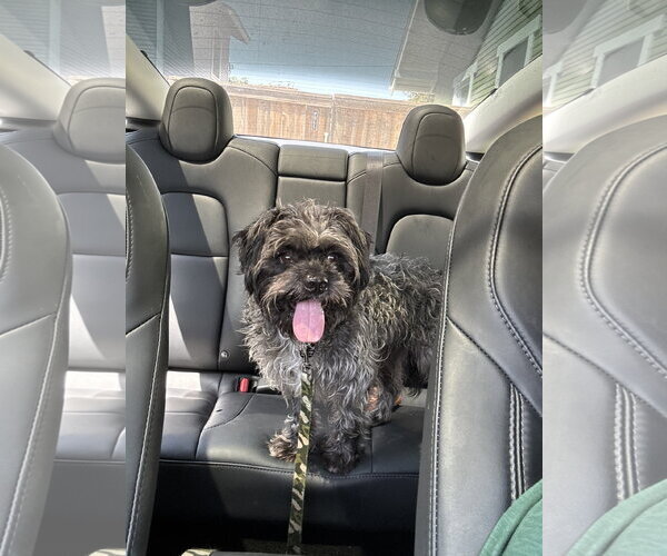 Medium Photo #2 Lhasa Apso Puppy For Sale in Menifee, CA, USA