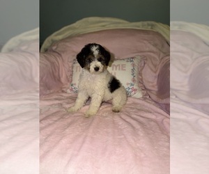 Bernedoodle (Miniature) Puppy for Sale in DETROIT, Michigan USA