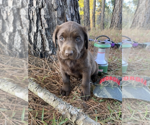 Medium Photo #1 Labrador Retriever Puppy For Sale in EASTMAN, GA, USA