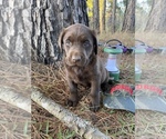 Small Photo #1 Labrador Retriever Puppy For Sale in EASTMAN, GA, USA