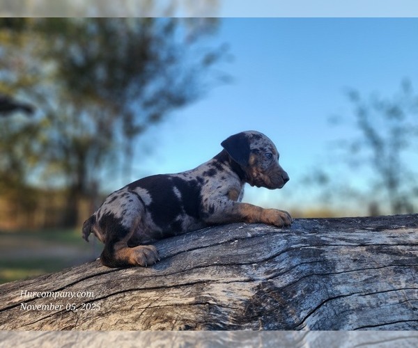 Medium Photo #4 Catahoula Leopard Dog Puppy For Sale in CUMBY, TX, USA