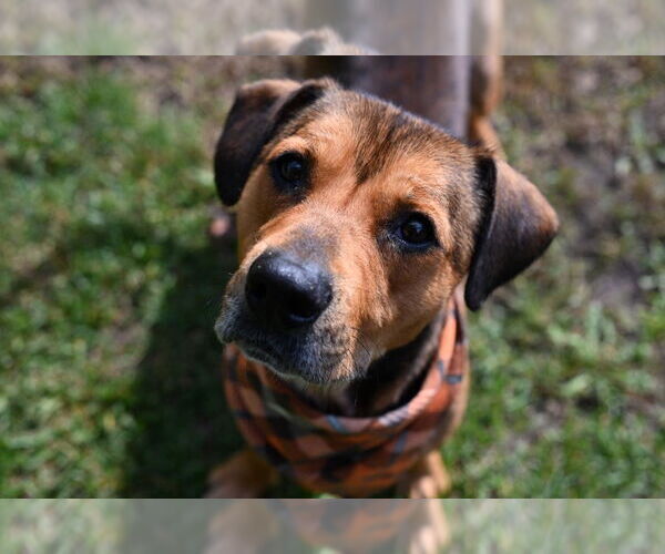 Medium Photo #7 Mutt Puppy For Sale in Gloversville, NY, USA