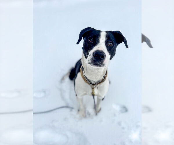 Medium Photo #15 Borador Puppy For Sale in Brewster, NY, USA
