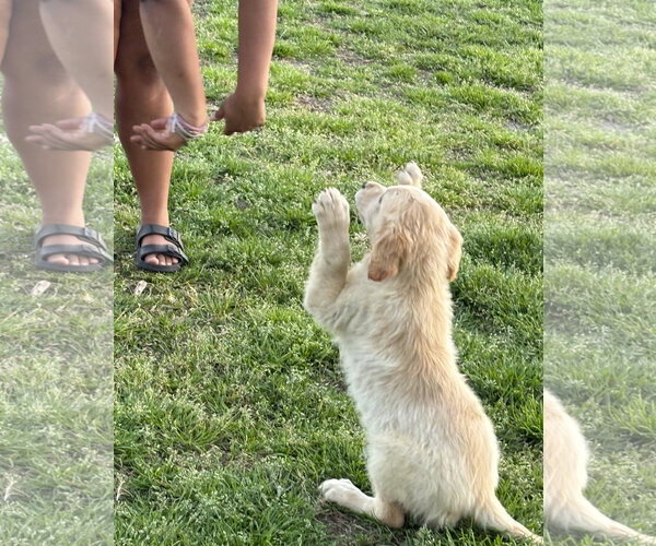 Medium Photo #1 Golden Retriever Puppy For Sale in Holly Hill, SC, USA