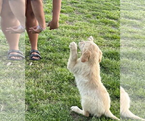 Golden Retriever Dogs for adoption in Holly Hill, SC, USA