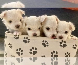 Maltese Puppy for sale in NORTHPORT, ME, USA