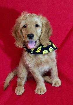 Medium Photo #6 Goldendoodle Puppy For Sale in LOUISVILLE, KY, USA