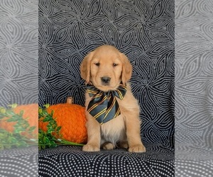 Golden Retriever Puppy for sale in KIRKWOOD, PA, USA