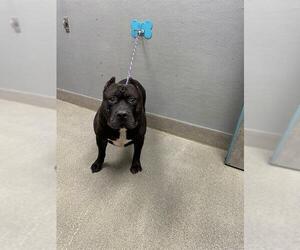 Mutt Dogs for adoption in Las Vegas, NV, USA