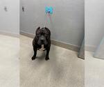 Small Mutt