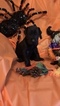 Small Photo #5 Great Dane Puppy For Sale in ALBERTVILLE, AL, USA