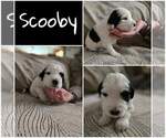 Puppy ScoobyDoo Labradoodle