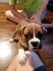 Boxer Puppy for sale in LA PORTE, IN, USA