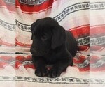 Small Photo #123 Labrador Retriever Puppy For Sale in MERIDEN, KS, USA