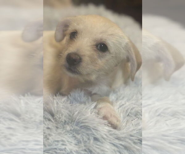 Medium Photo #3 Chihuahua-Unknown Mix Puppy For Sale in Andover, MN, USA