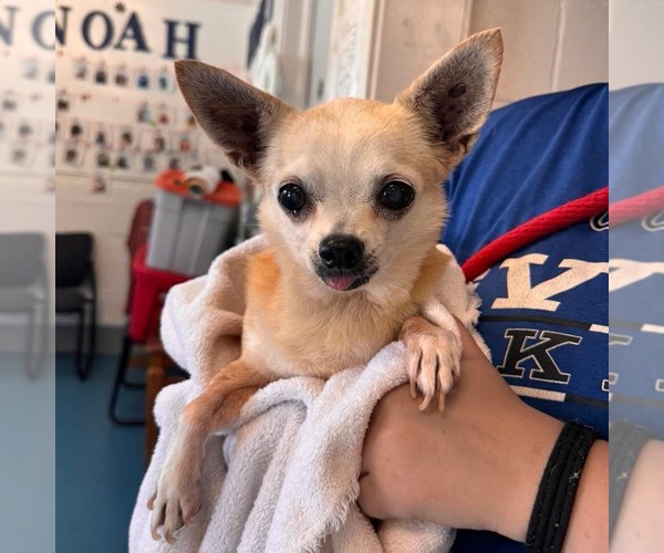 Medium Photo #4 Chihuahua Puppy For Sale in Muskegon, MI, USA