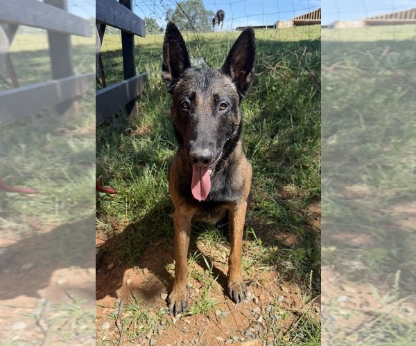 Medium Photo #1 Belgian Malinois Puppy For Sale in OROVILLE, CA, USA