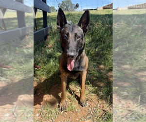 Father of the Belgian Malinois puppies born on 04/19/2026