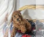 Small #2 Goldendoodle (Miniature)