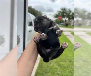 German Shepherd Dog Dogs for adoption in Houston, TX, USA