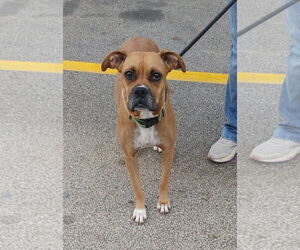 Boxer Dogs for adoption in Burnsville, MN, USA