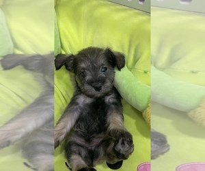 Schnauzer (Miniature) Litter for sale in TAMPA, FL, USA