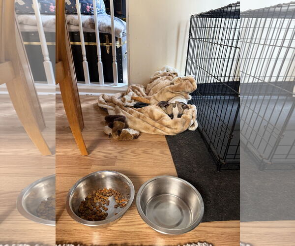 Medium Photo #3 Chihuahua-Unknown Mix Puppy For Sale in Virginia Beach, VA, USA