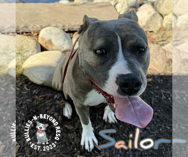 Medium Photo #11 American Staffordshire Terrier Puppy For Sale in Omaha, NE, USA