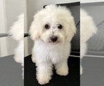 Puppy Taylor Poodle (Miniature)