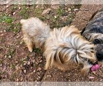 Small Photo #5 Yorkshire Terrier Puppy For Sale in MARIETTA, GA, USA