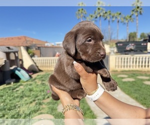 Labrador Retriever Puppy for sale in MORENO VALLEY, CA, USA