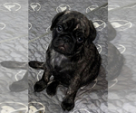 Small Photo #39 Pug Puppy For Sale in TROY, MO, USA