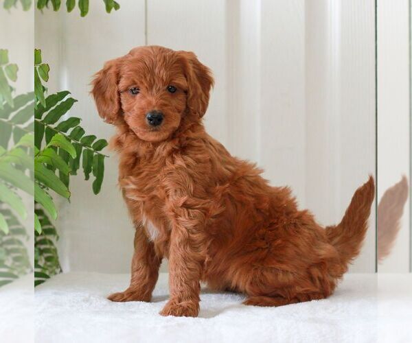 Medium Photo #3 Goldendoodle (Miniature) Puppy For Sale in LANCASTER, PA, USA