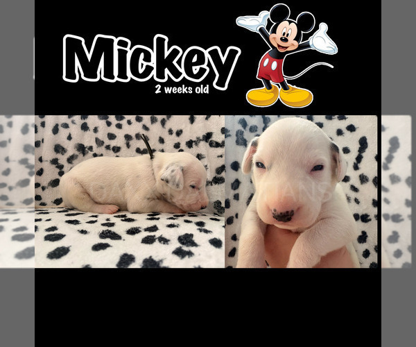 Medium Photo #2 Dalmatian Puppy For Sale in HIGHLAND, IL, USA