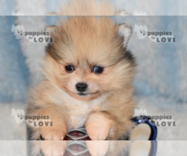 Medium Photo #15 Pomeranian Puppy For Sale in SANGER, TX, USA